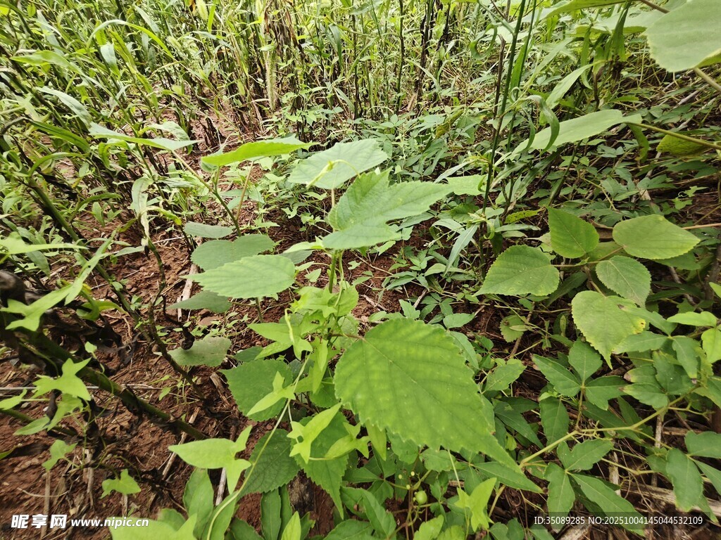 野外繁茂的绿色植物景象