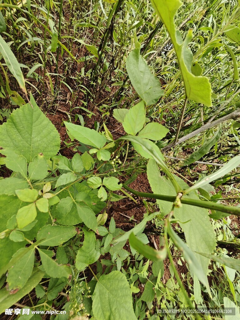 野外丛生的绿色植物