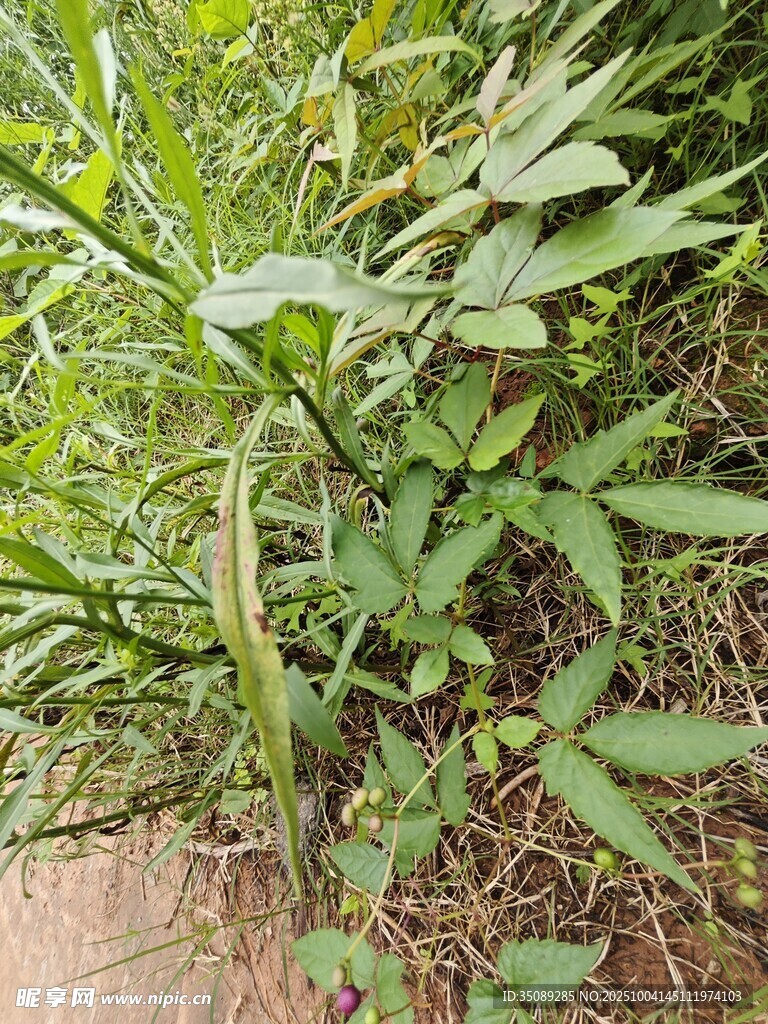 绿叶繁茂的野生植物