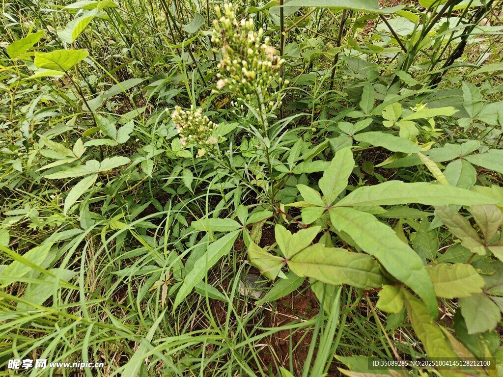 繁茂绿植生机盎然