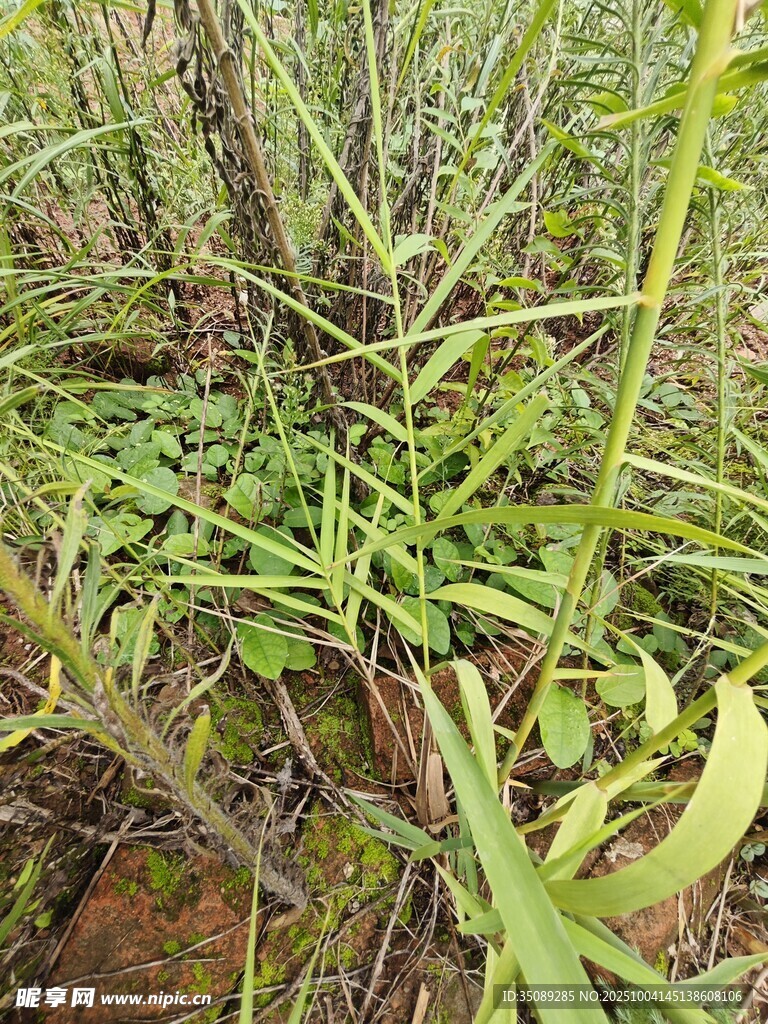 野外丛生的绿色植物
