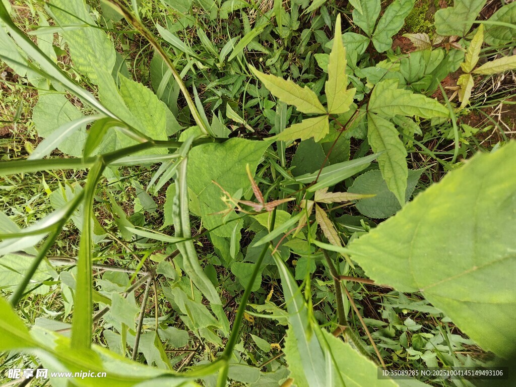 繁茂绿植特写