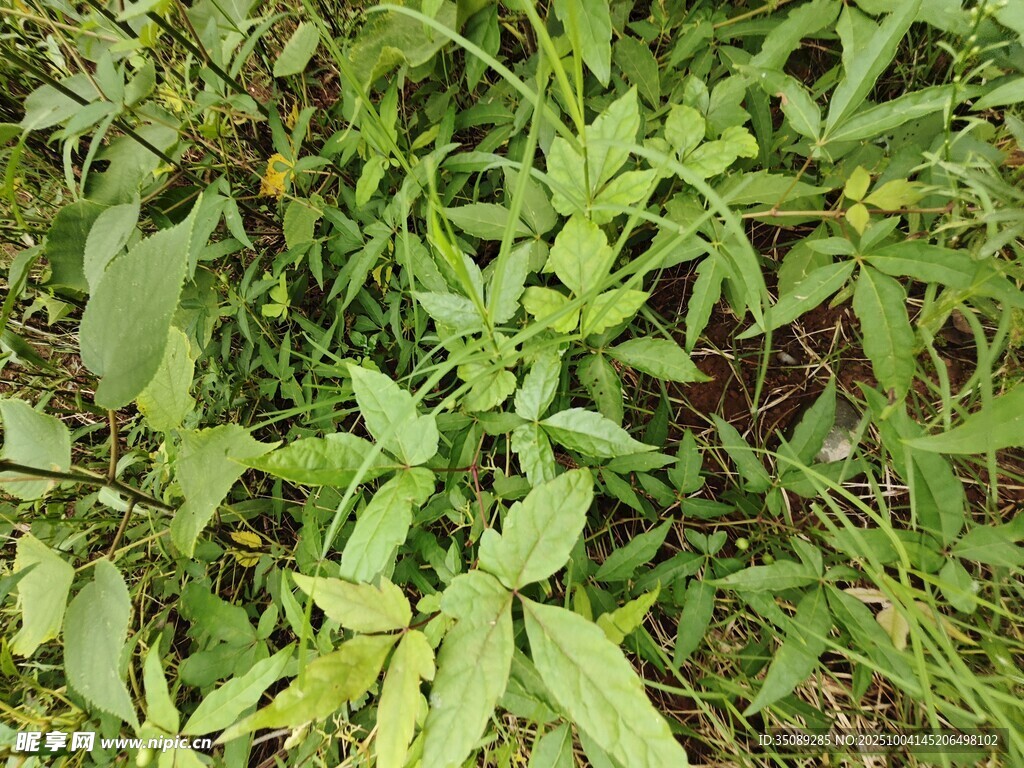 绿叶繁茂的野生植物景观