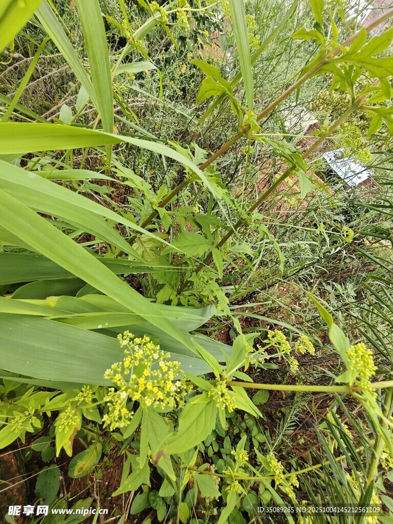绿叶间的黄色小花