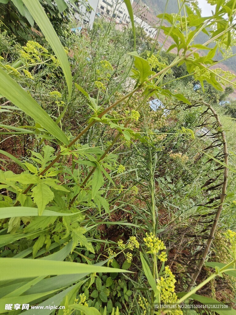 繁茂绿植中的金属装饰