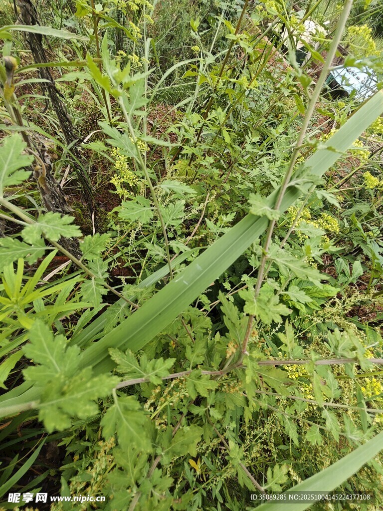 繁茂绿植展现自然生机