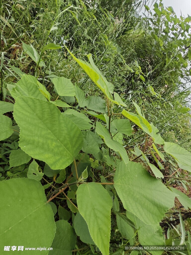 绿叶繁茂的植物景象