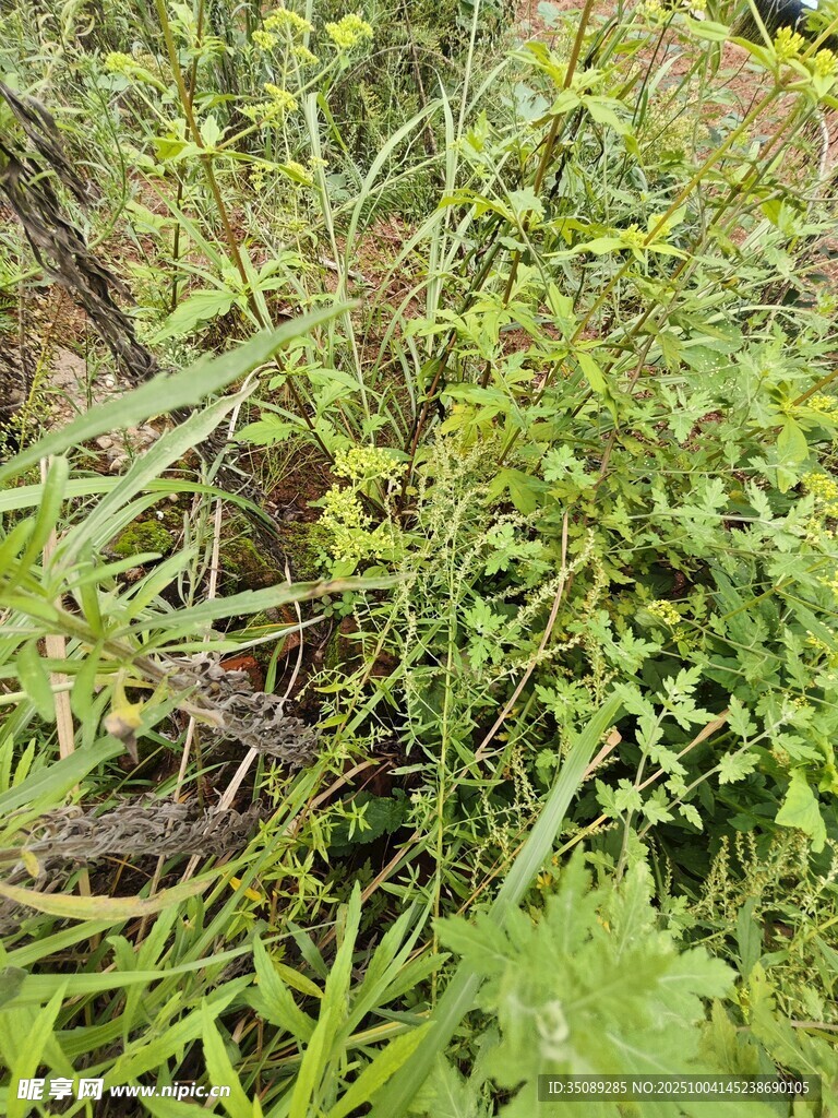 草丛中的野生植物景观