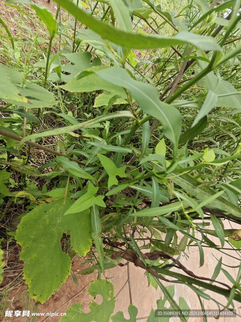 绿叶繁茂的野生植物