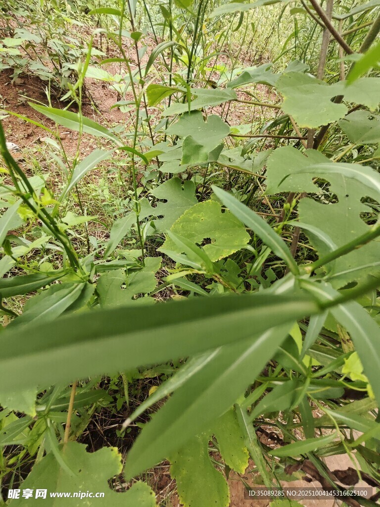 野外绿色植物特写