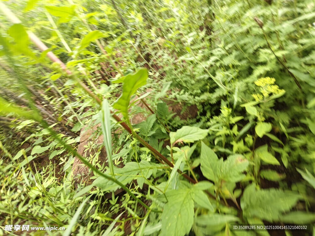 绿意盎然的野生植物景观