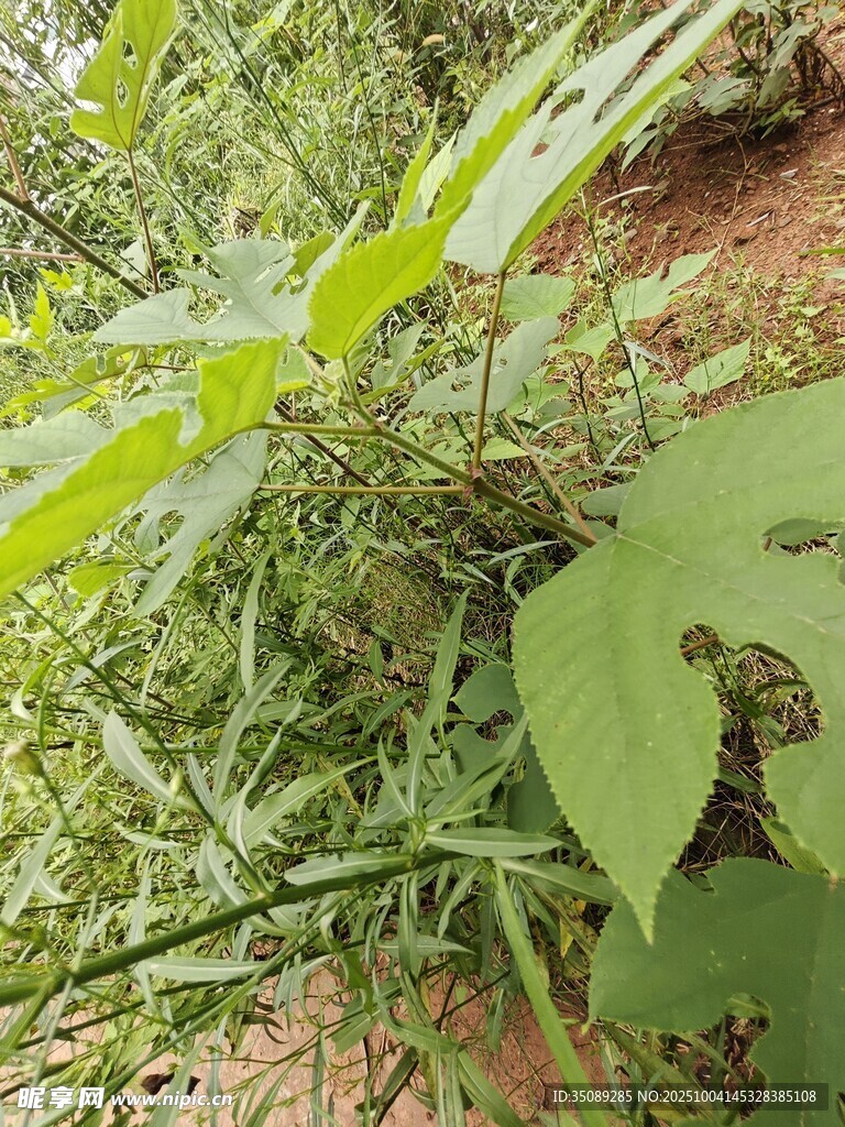 野外绿植景象
