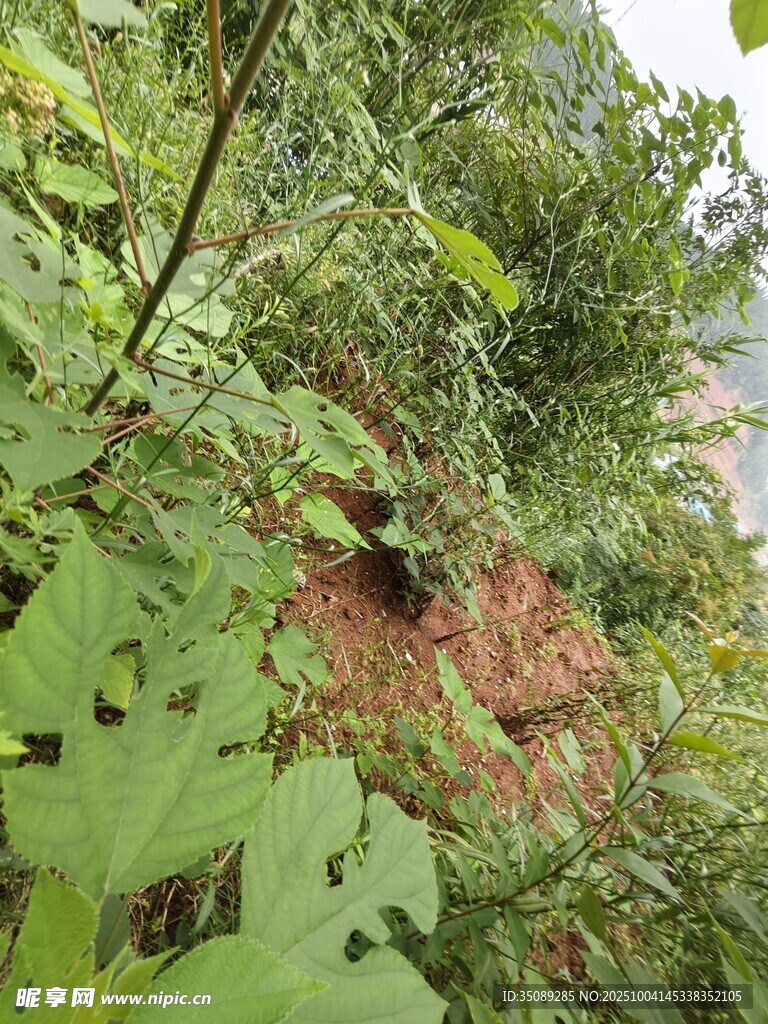 山林间繁茂的绿色植物