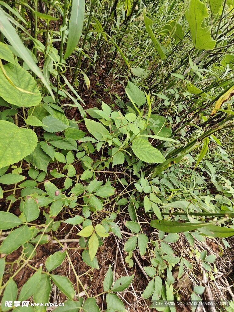 茂密丛生的绿色植物