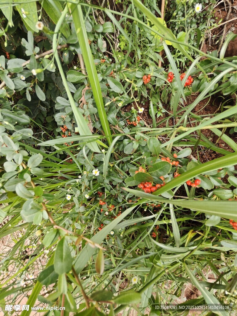 草丛中的红色果实