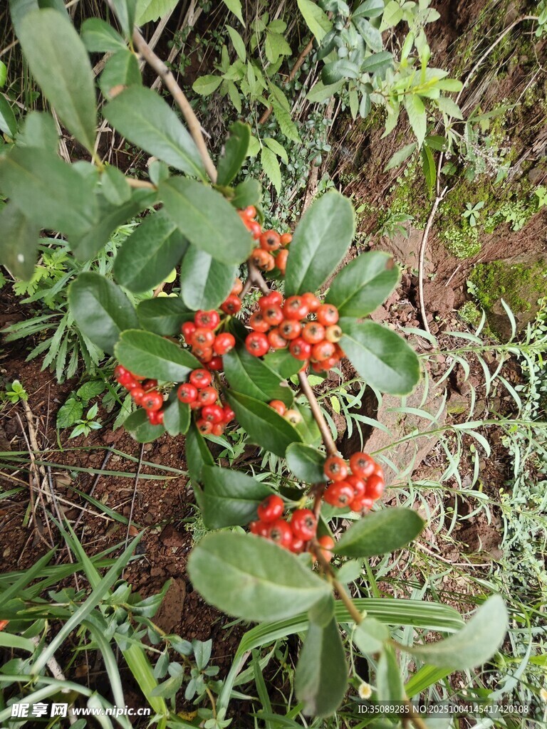 绿叶间的鲜红浆果