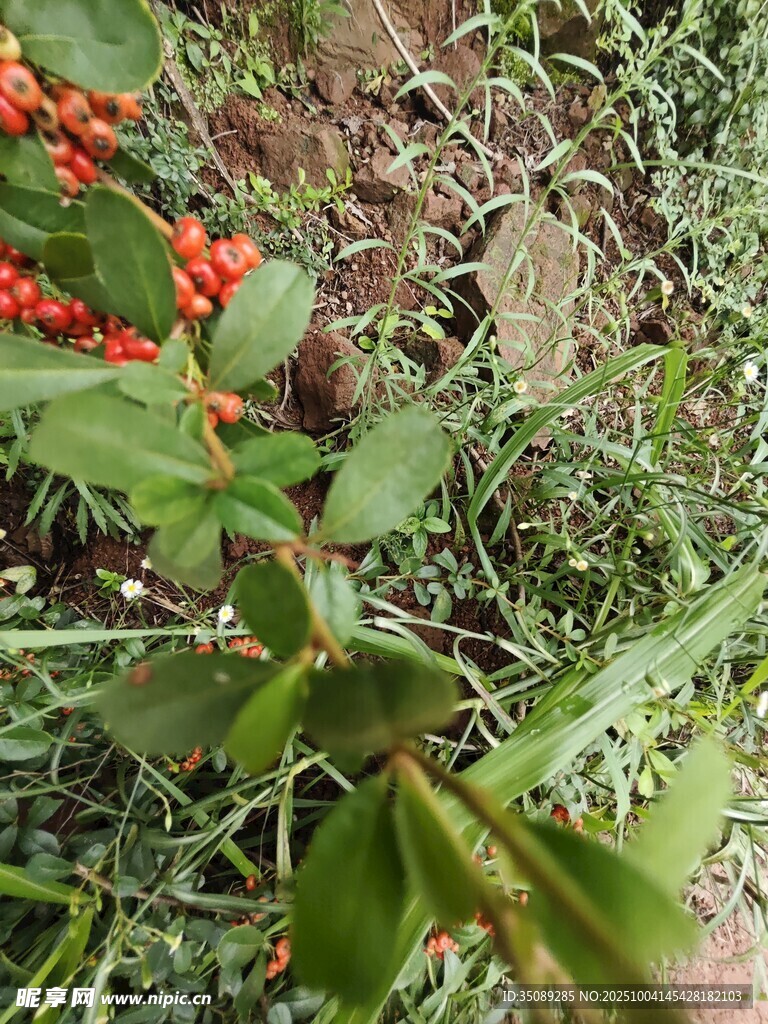 带刺植物上的红色果实