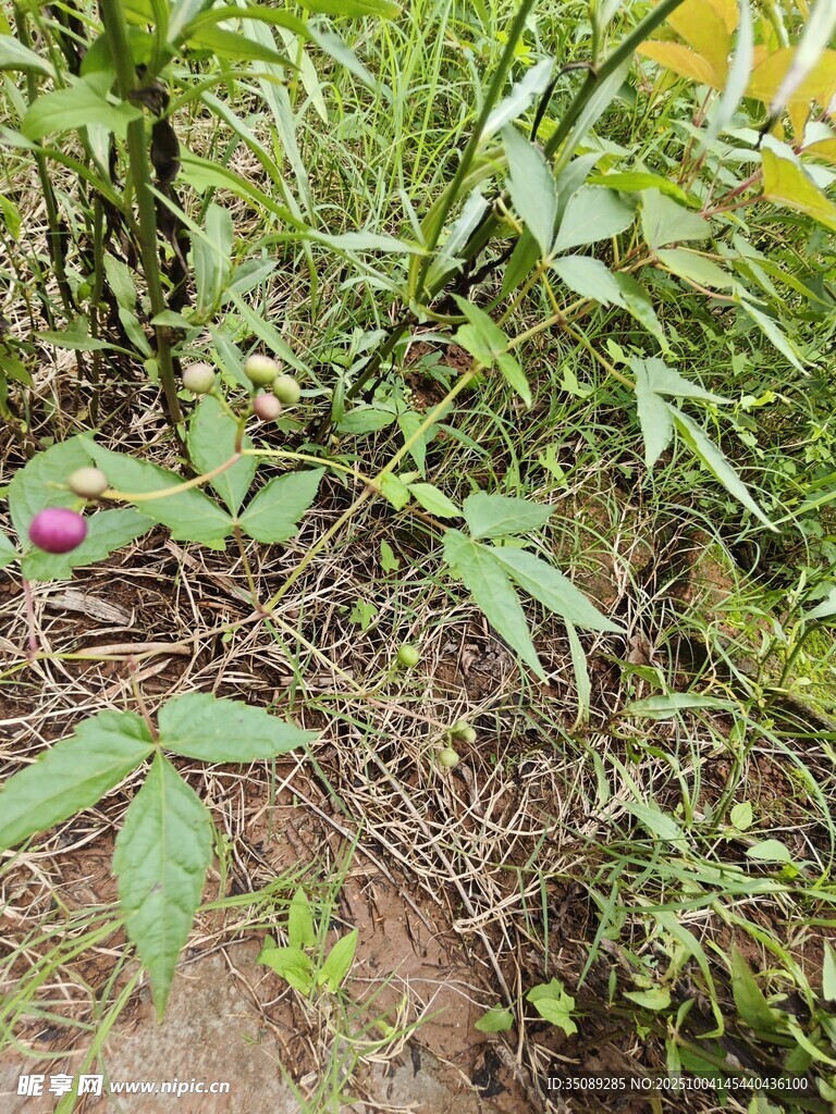 野外生长的紫色花朵植物