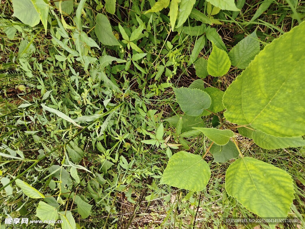 绿叶丛生的自然景象