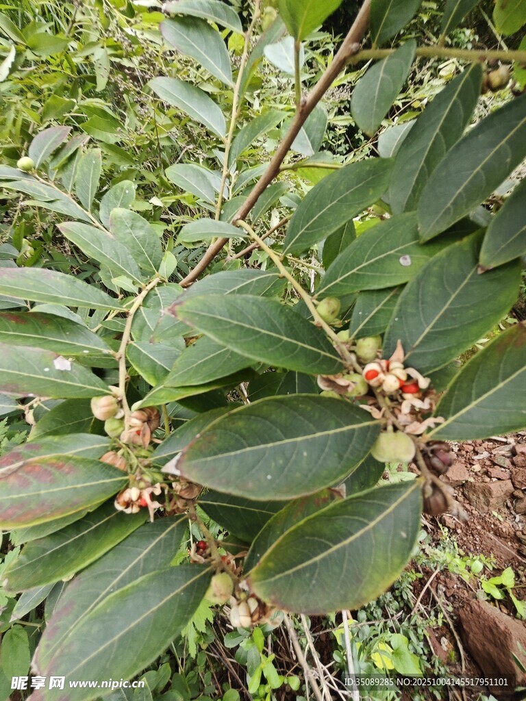 绿叶间的小花与果实