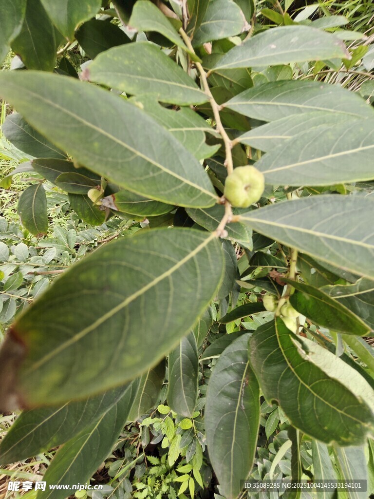 绿叶间的青果