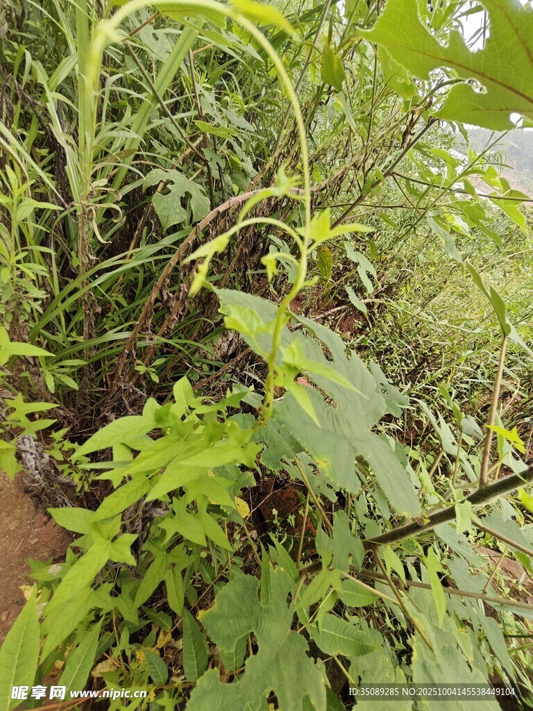 繁茂的野生植物景观