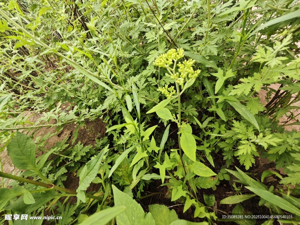 繁茂绿植景观