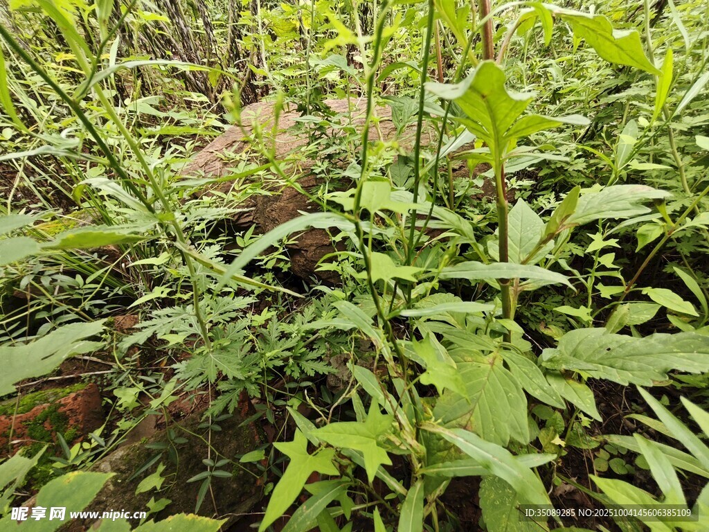 茂密丛林中的多样植物