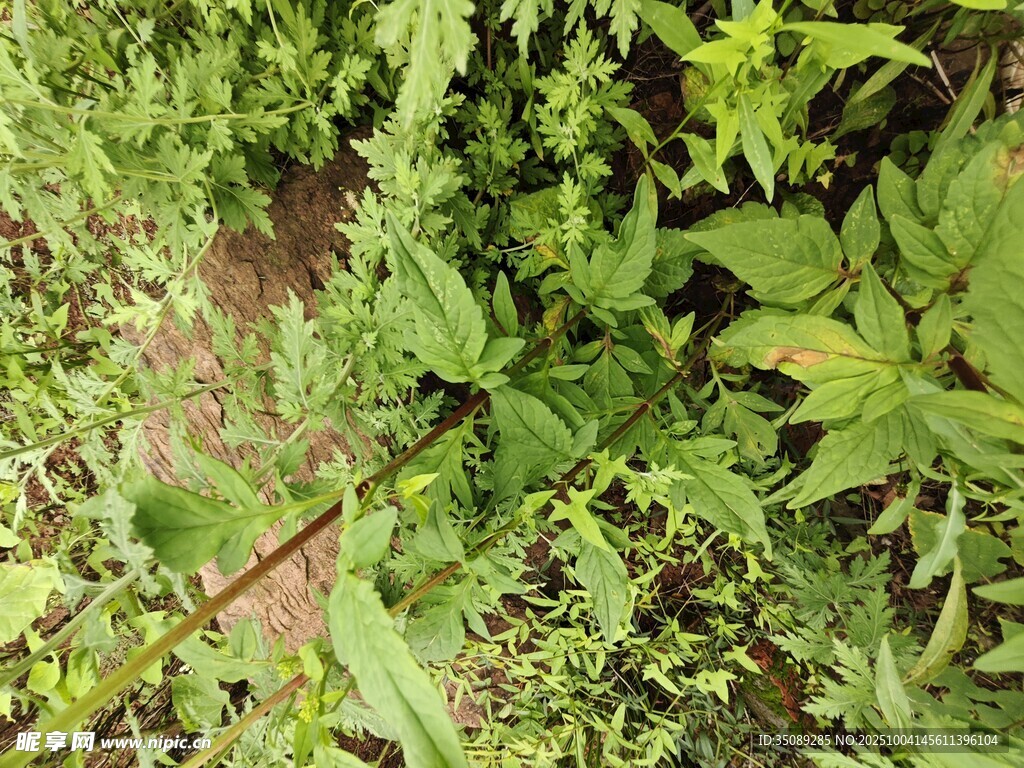 野外繁茂的绿色植物