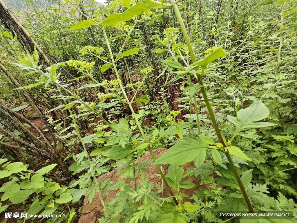 野外繁茂绿植景象