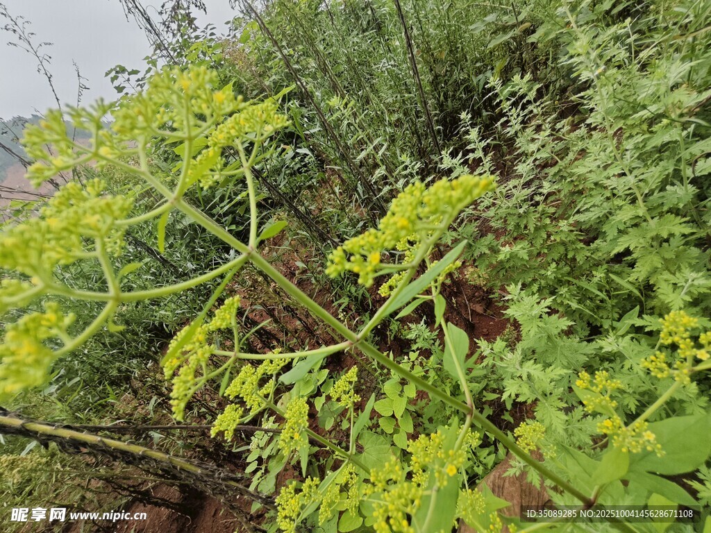 野外繁茂的绿色植物景象