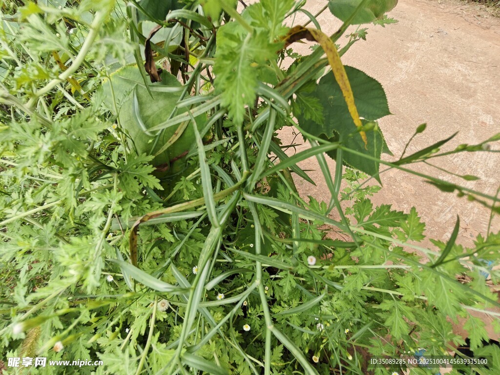 藤蔓植物生长景象