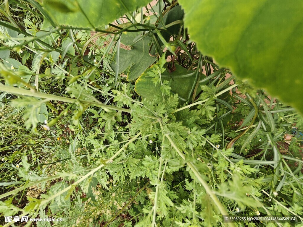 草丛中的绿色植物