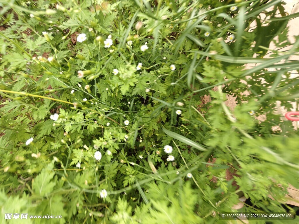 繁茂绿植点缀白色小花