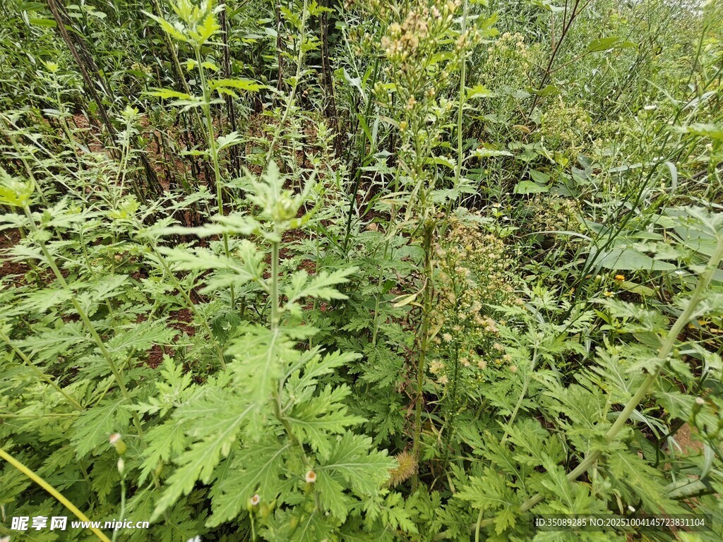 茂密森林中的绿色植物