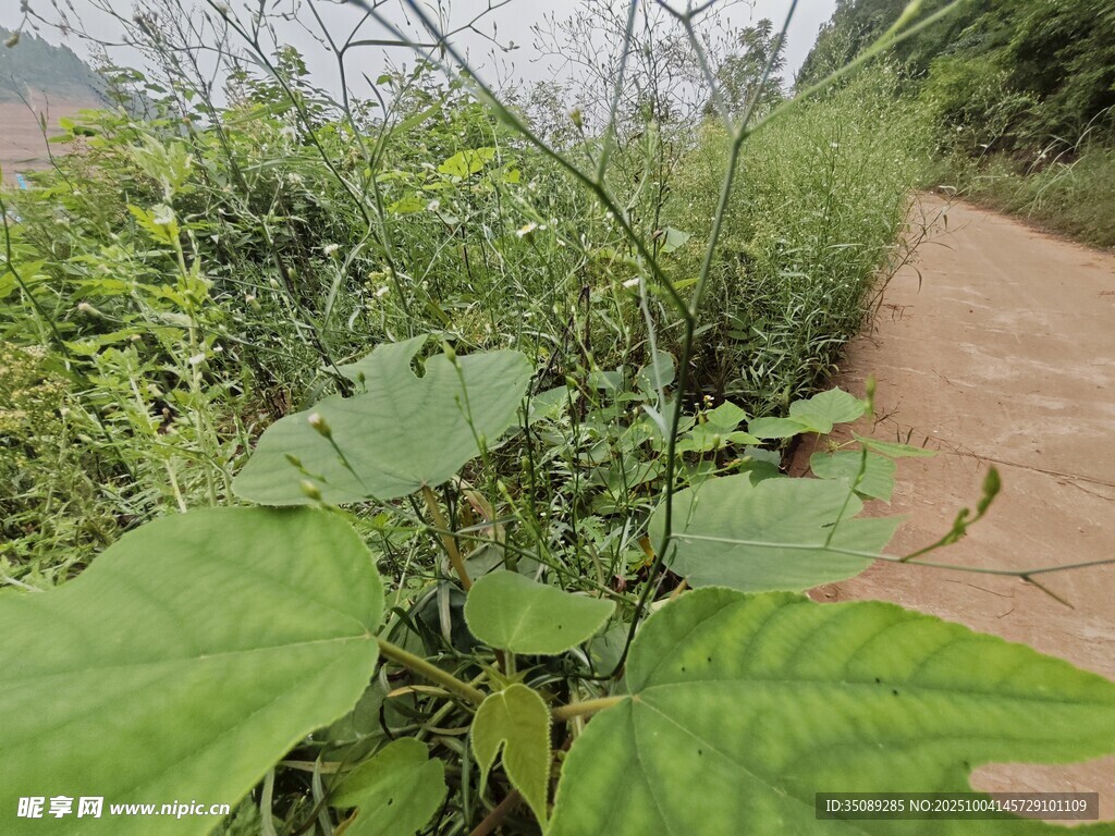 路边繁茂绿植景观