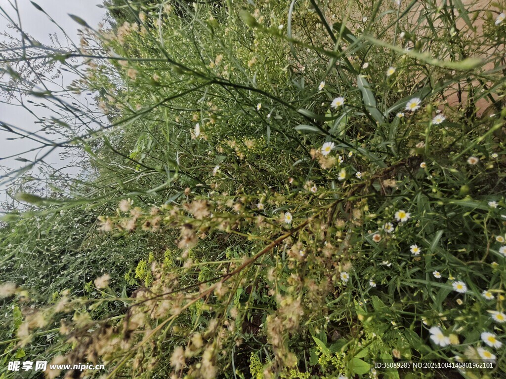 岸边繁茂绿植景观