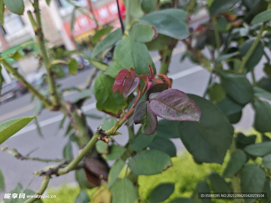 枝头绽放的娇艳玫瑰花蕾