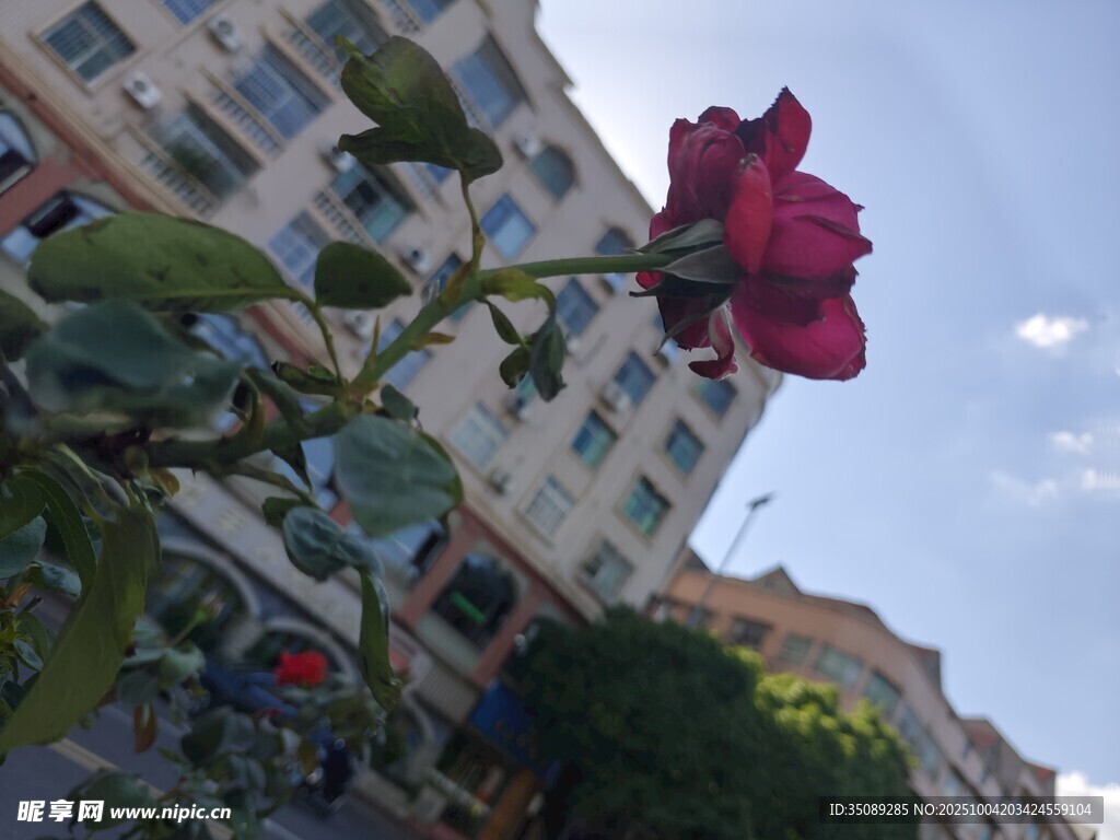 街头绽放的娇艳红玫瑰
