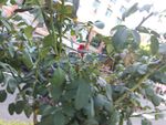 蓝莓植株上的饱满果实