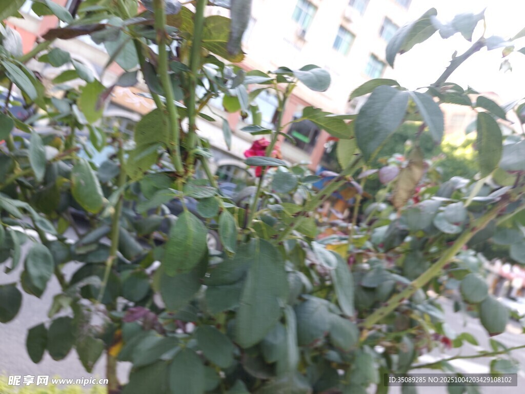 蓝莓植株上的饱满果实