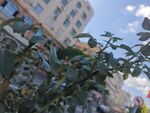 绿叶掩映下的城市建筑