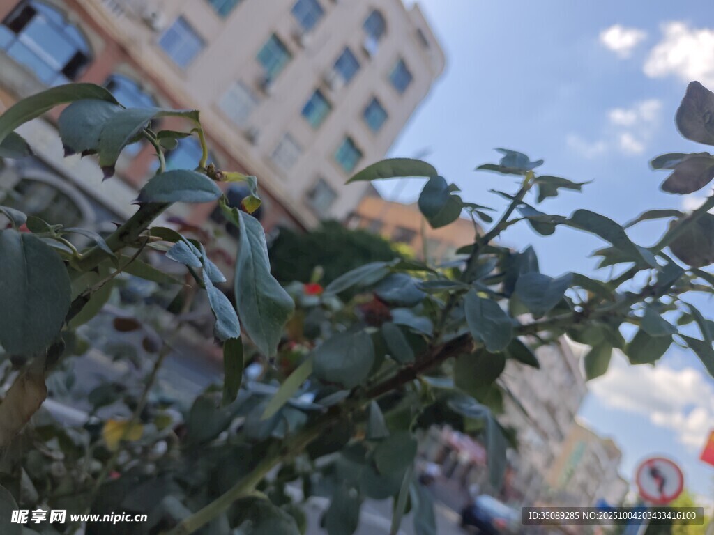 绿叶掩映下的城市建筑