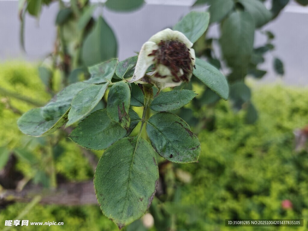 枯萎的玫瑰花