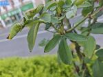 绿叶植物特写