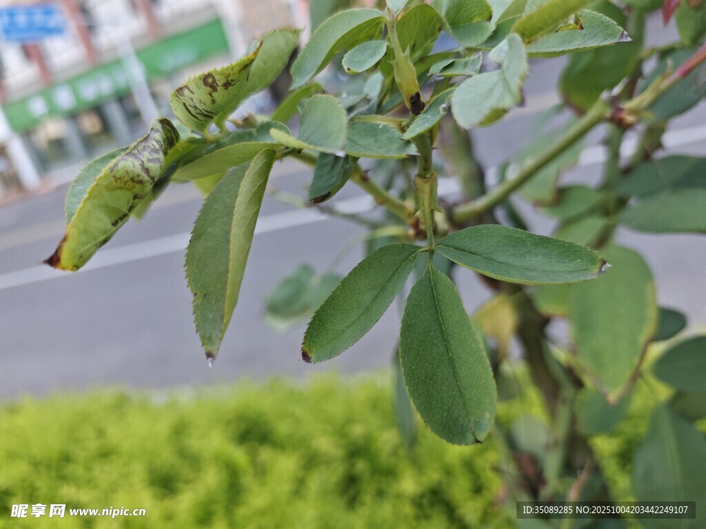 绿叶植物特写