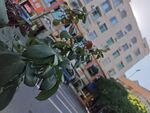 城市街头绿植与建筑景象