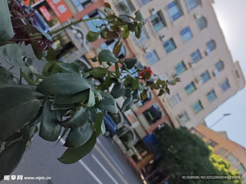城市街头绿植与建筑景象
