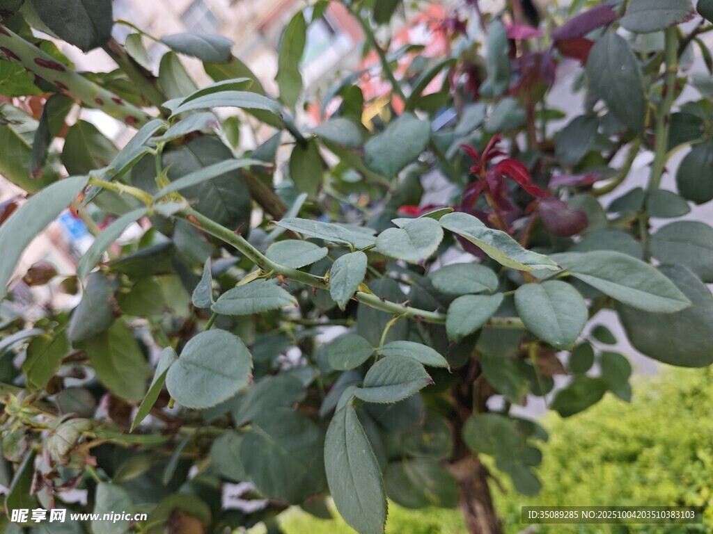 绿叶间的繁茂花朵