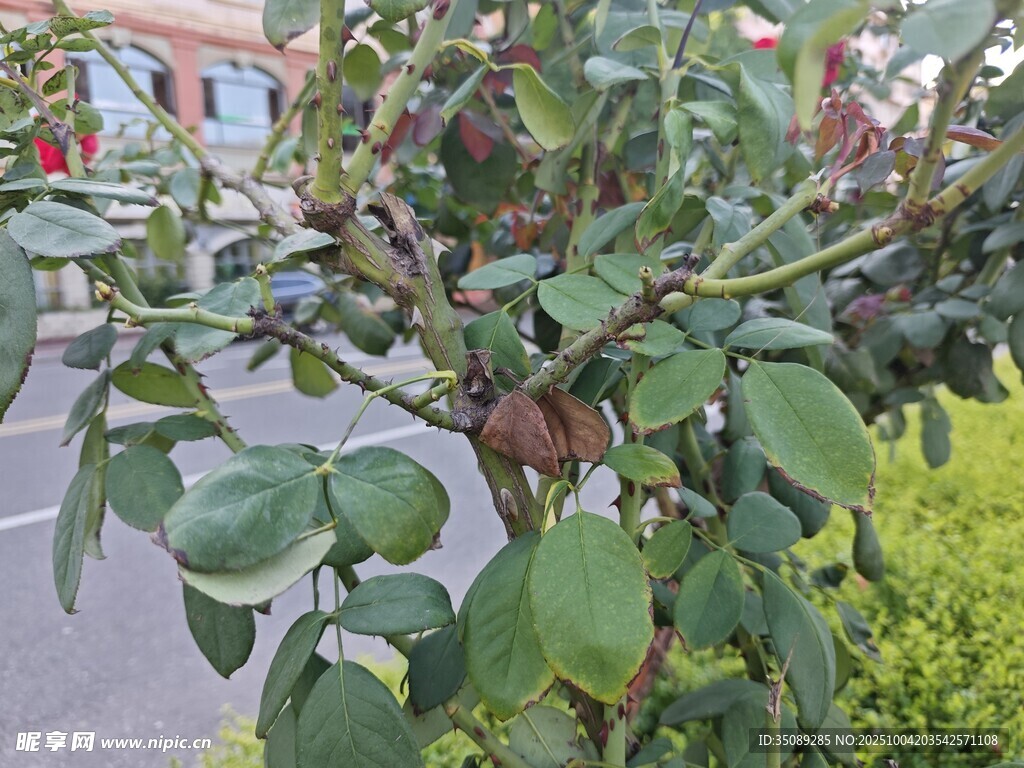 带果实的绿色植物特写